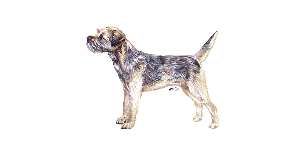 Border Terrier 'just To Say' Greetings Card | 5"x5" Square - View #2